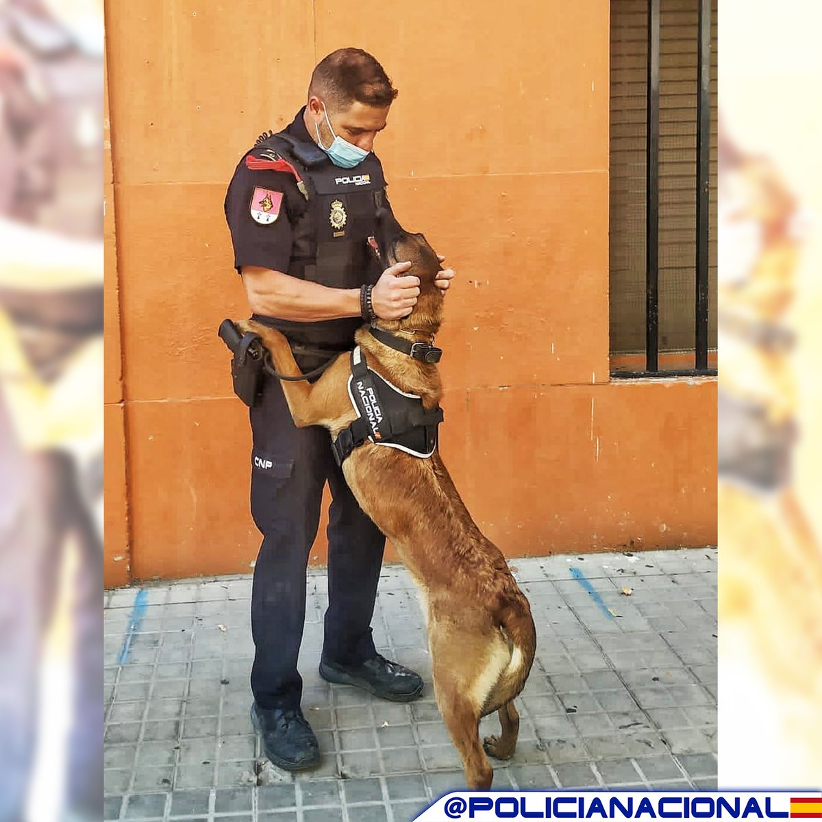 policia's tweet photo. Tenemos una buena noticia😍😍😍

Nuestra perrita 🐶 Sindy, pastor belga malinois de 3 años y medio, ha tenido 9 #cachorros este fin de semana

Son 5 machos y 4 hembras, que serán también futuros agentes caninos de @policia

¡Enhorabuena! 😉 https://t.co/mxv9IdgMaV