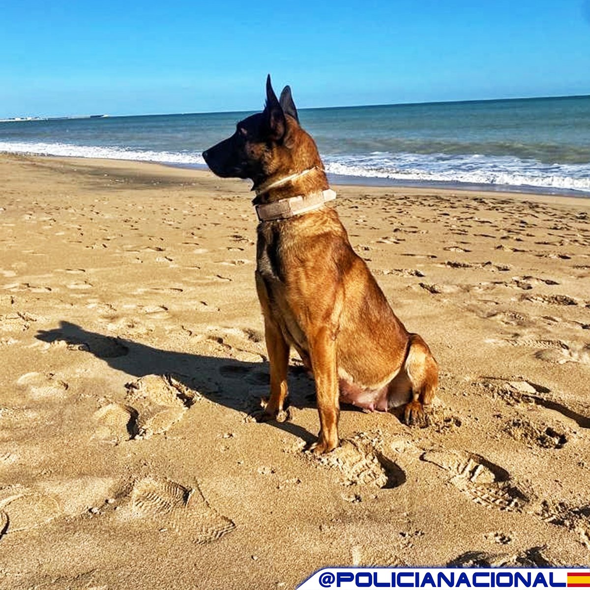 policia's tweet photo. Tenemos una buena noticia😍😍😍

Nuestra perrita 🐶 Sindy, pastor belga malinois de 3 años y medio, ha tenido 9 #cachorros este fin de semana

Son 5 machos y 4 hembras, que serán también futuros agentes caninos de @policia

¡Enhorabuena! 😉 https://t.co/mxv9IdgMaV