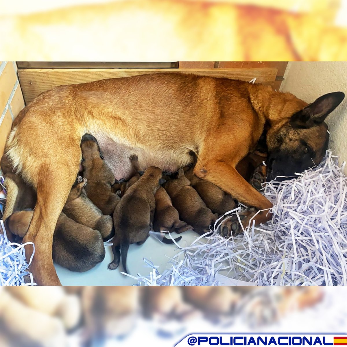 policia's tweet photo. Tenemos una buena noticia😍😍😍

Nuestra perrita 🐶 Sindy, pastor belga malinois de 3 años y medio, ha tenido 9 #cachorros este fin de semana

Son 5 machos y 4 hembras, que serán también futuros agentes caninos de @policia

¡Enhorabuena! 😉 https://t.co/mxv9IdgMaV