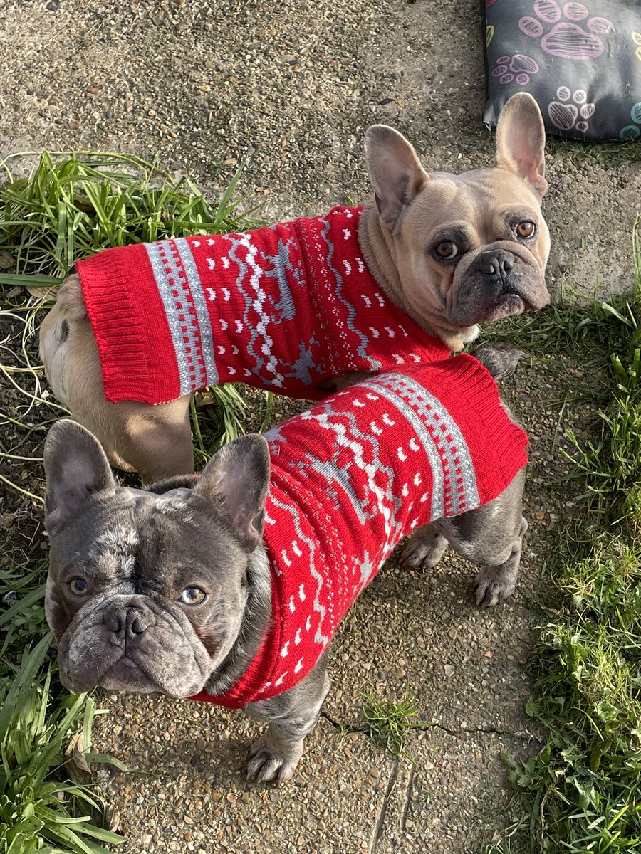 MaTcHy MaTcHy #mondays 🤪😍 how cute do we look in our new #christmasjumpers tho! 🙌🏻😍🐾 #wematch #cute #frenchies #love