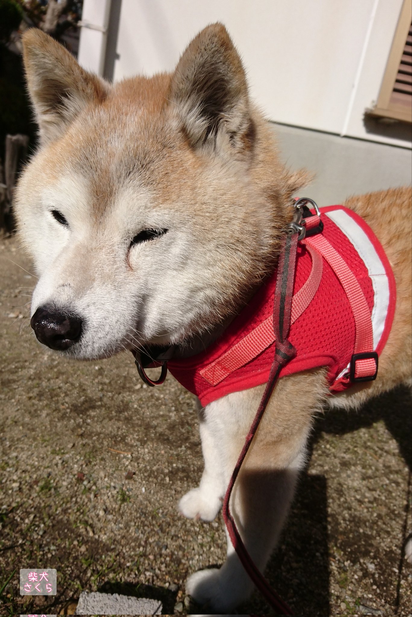 柴犬さくら Shibainushakura Twitter