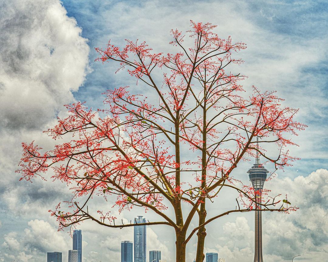 I spy with my little eye the Macau Tower 🤩 #WowMacao
📸 @ solarkitchenphotoworkshop