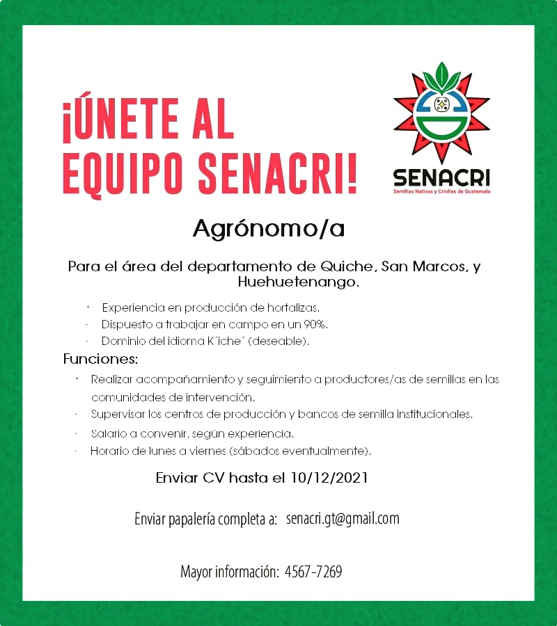 SenacriGt's tweet photo. 📢 #Oportunidadlaboral, para trabajar en Chichicastenango, Quiché. 

SENACRI busca: 

🟢 Agrónomo/a (pénsum cerrado) 

📌 Último día para enviar papelería: 10 de diciembre de 2021.
Vía correo: senacri.gt@gmail.com 
O en oficina 8a. calle 3-14, zona 1, Chichicastenango, Quiché. https://t.co/DUseyl72Sd