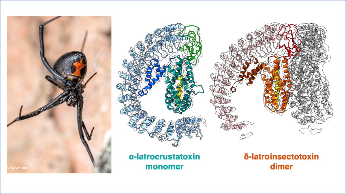 Gatsogiannis Lab (@gatsogiannislab) on Twitter photo Revealing the secrets of black widow spider venom: we're excited to share our work on #cryoEM #latrotoxins published today <a href="/NatureComms/">Nature Communications</a>, kudos <a href="/MinghaoChen10/">Minghao Chen</a> and all coauthors
with @intein <a href="/mpimoph/">MPI Dortmund</a> and Wagner lab <a href="/jacobs_bremen/">Jacobs University</a>,
@WWU_Muenster <a href="/UK_Muenster/">Uniklinik Münster</a> Revealing the secrets of black widow spider venom: we're excited to share our work on #cryoEM #latrotoxins published today <a href="/NatureComms/">Nature Communications</a>, kudos <a href="/MinghaoChen10/">Minghao Chen</a> and all coauthors
with @intein <a href="/mpimoph/">MPI Dortmund</a> and Wagner lab <a href="/jacobs_bremen/">Jacobs University</a>,
@WWU_Muenster <a href="/UK_Muenster/">Uniklinik Münster</a>