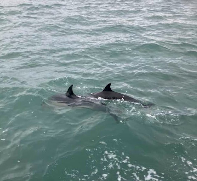 Loyal Friend PW 12 (@loyalfriendpw12) on Twitter photo βAll happening today!β π€©
#crabs
#lobsters
#octopus
#dolphins
#newquay
#cornwall
<a href="/LoyalFriendPW12/">Loyal Friend PW 12</a>
π¦ π π¦ βAll happening today!β π€©
#crabs
#lobsters
#octopus
#dolphins
#newquay
#cornwall
<a href="/LoyalFriendPW12/">Loyal Friend PW 12</a>
π¦ π π¦