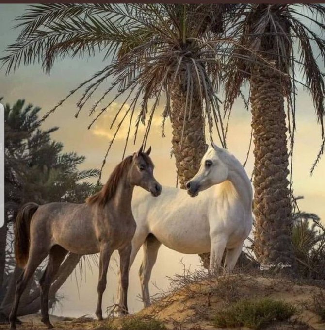 🌼البعد مايرخص الغالين لو ....طالي
بالعكس ذكرى غلاهم دوم ...قتّاله

لاهبّ ريح الحنين يغيّر ...الحالي
ويطول ليل الحزين وينشغل باله