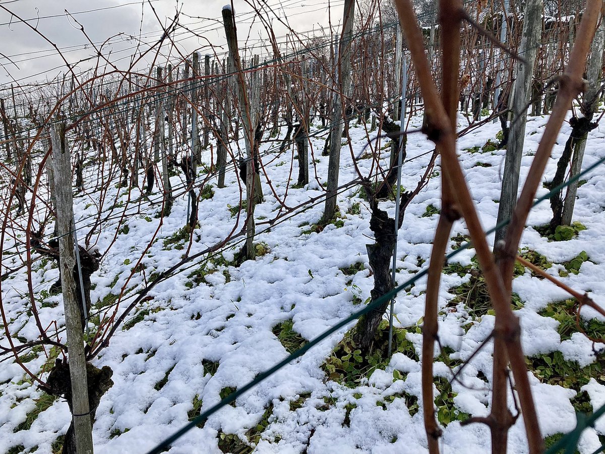 GoepfB's tweet image. Es ist recht kalt im Wingert