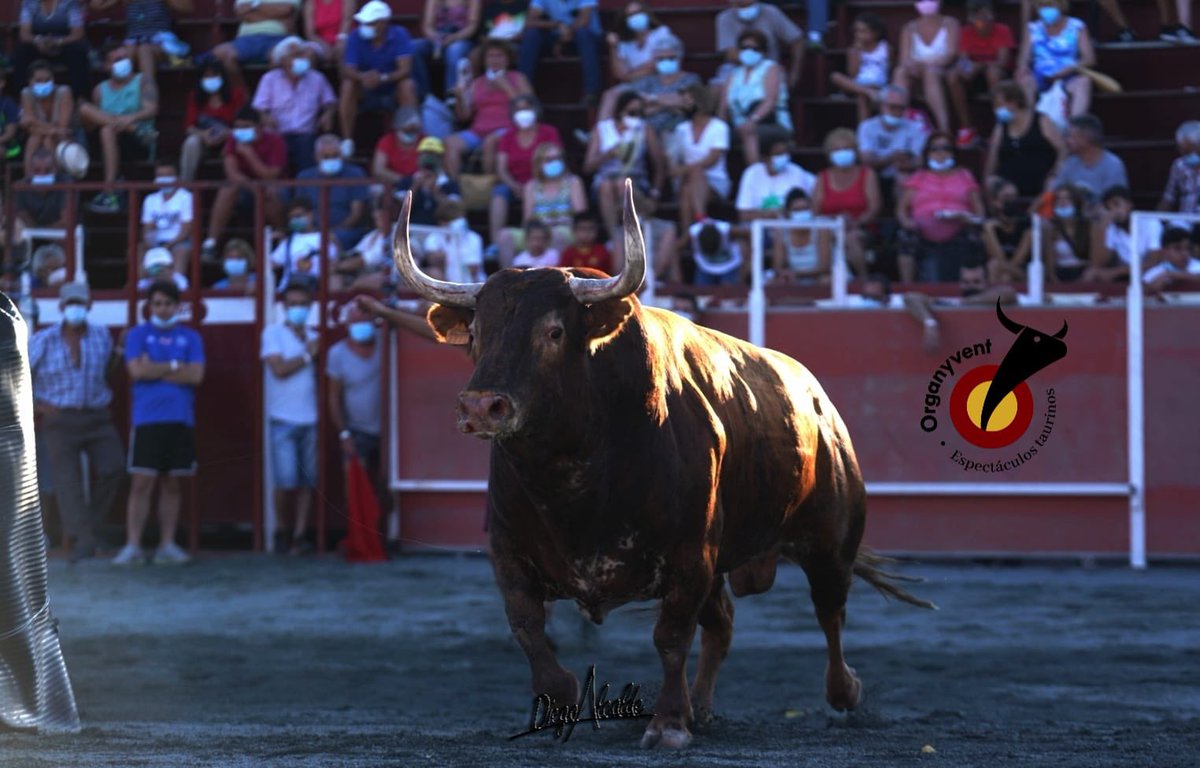 organyvent's tweet photo. @TCubeto “Peralillo” de @Decastajijona exhibido en los festejos taurinos populares de Garrovillas de Alconétar (Cáceres) en agosto del 2021. https://t.co/BdJrPDoQRX