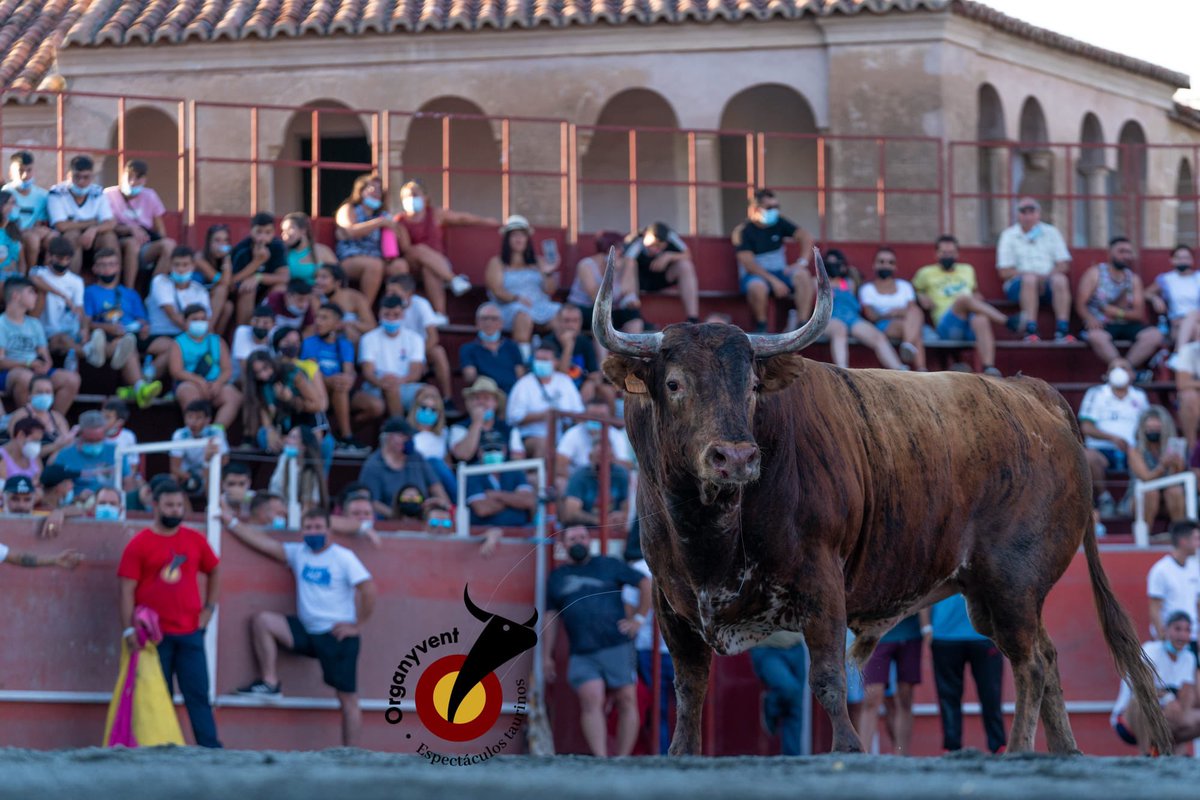 organyvent's tweet photo. @TCubeto “Peralillo” de @Decastajijona exhibido en los festejos taurinos populares de Garrovillas de Alconétar (Cáceres) en agosto del 2021. https://t.co/BdJrPDoQRX