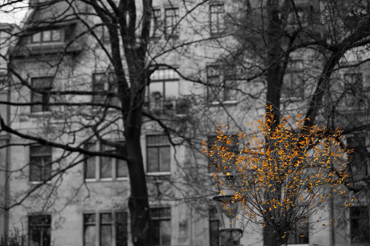 camacho99991's tweet photo. The transition from Autumn to Winter.
#season
#seasons
#photography
#photographer
#camachophotography
#autumn
#winter
#nature
#selectedcolour
#selectedcolor
#onecolor
#monochrome https://t.co/EA7MnXrHpG