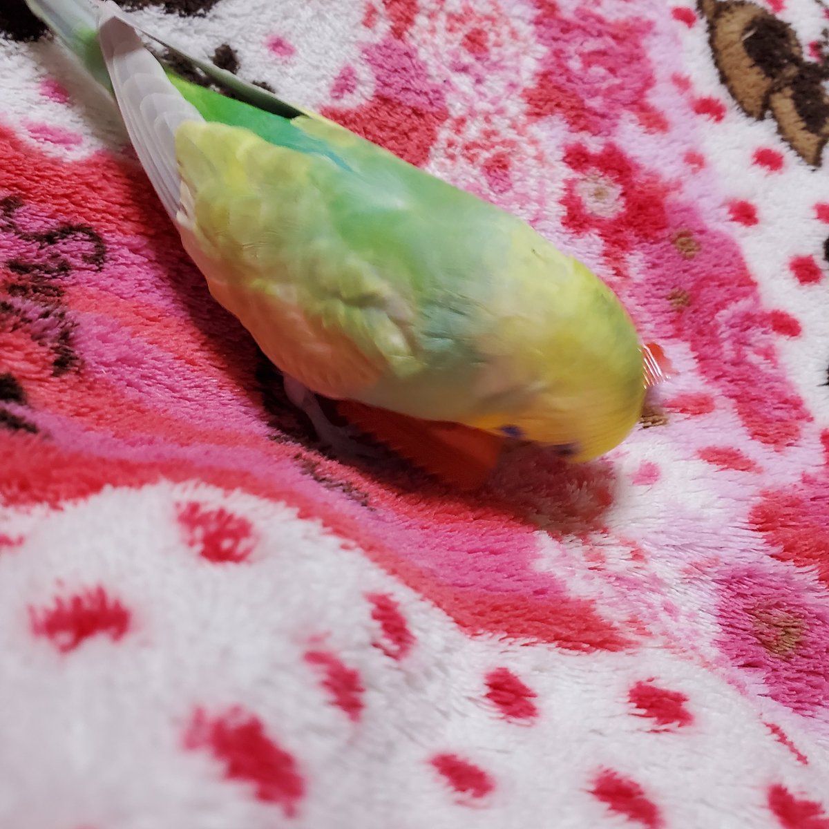 うさぽん B2nehjc7q4dxsi2 Twitter