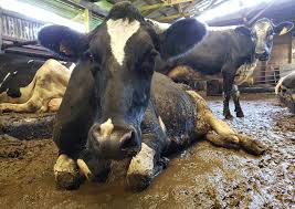 MiMuawakening's tweet photo. I'm not vegan for myself,but for the victims..to my dying days I will know I did something to help the oppressed..we all have a choice:side with the money driven exploiters of non humans or live a life that lets others live theirs..empty the cages &amp; #GoVegan #vegan #peace https://t.co/V4httYn58l
