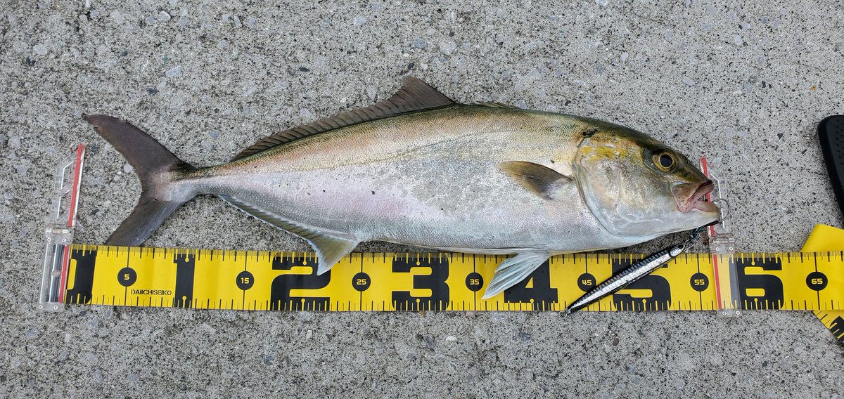 rapala125's tweet photo. 過去の釣果記録
 #釣果  #ロックフィッシュ  #ショアジギング  #エギング  #ライトゲーム https://t.co/IPclbuxGdA