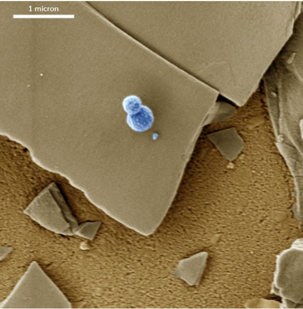 Image of the Month: “Frosty” - Stray nanoparticles from a printable silver ink form a snowman on a liquid-phase exfoliated germanene nanosheet.
(Credit: Dr. Adam Kelly) <a href="/ambercentre/">AMBER</a> <a href="/cranntcd/">cranntcd</a>