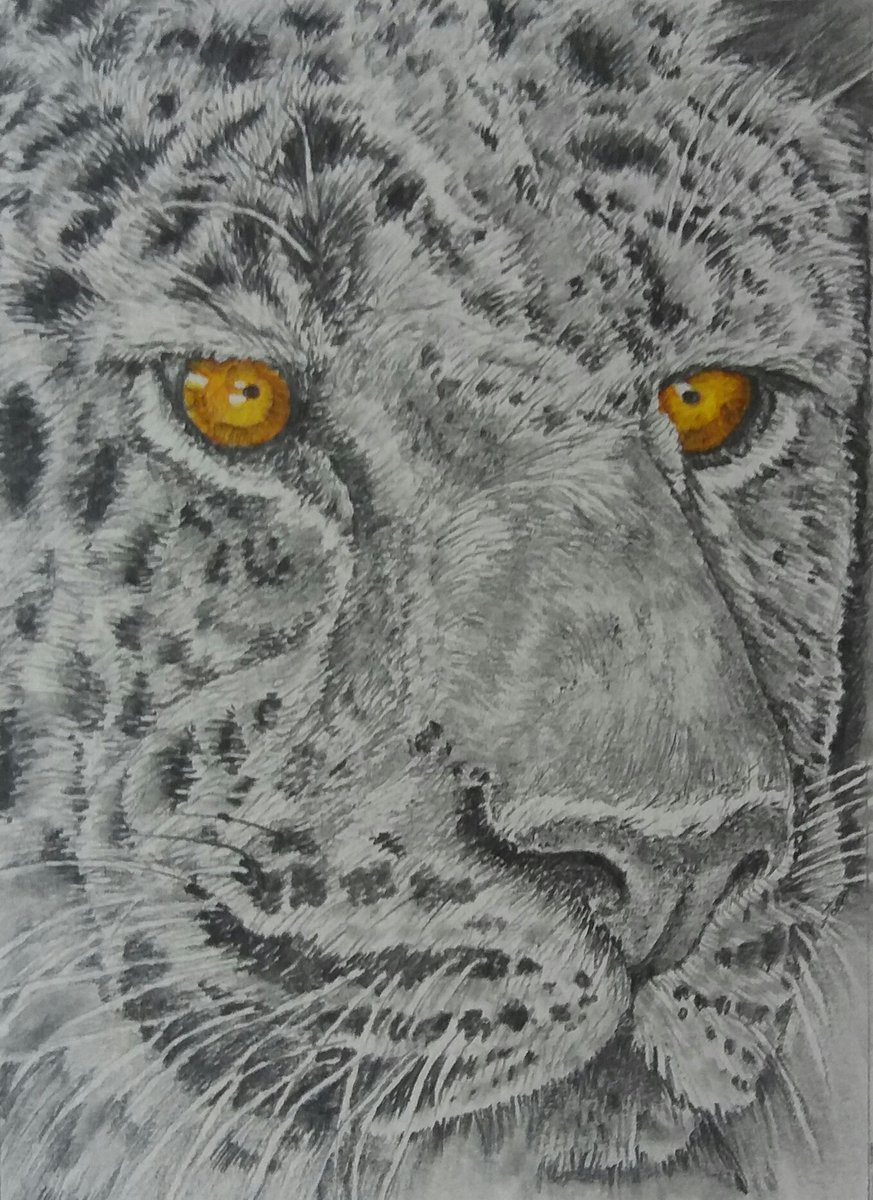 Here's to #internationaljaguarday beautiful animals #bigcats #JaguarDay #Jaguars #Pencildrawing