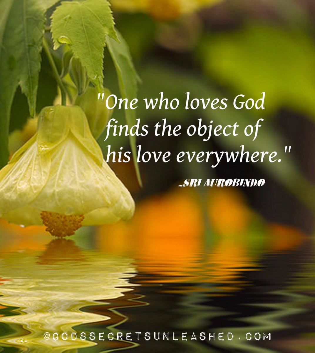 Цветы отражаются в воде. Кувшинки лотос цветы лотоса. Нимфея капская фиолетовая. Цветы отражение в воде. Нимфея водяная лилия сиреневая.