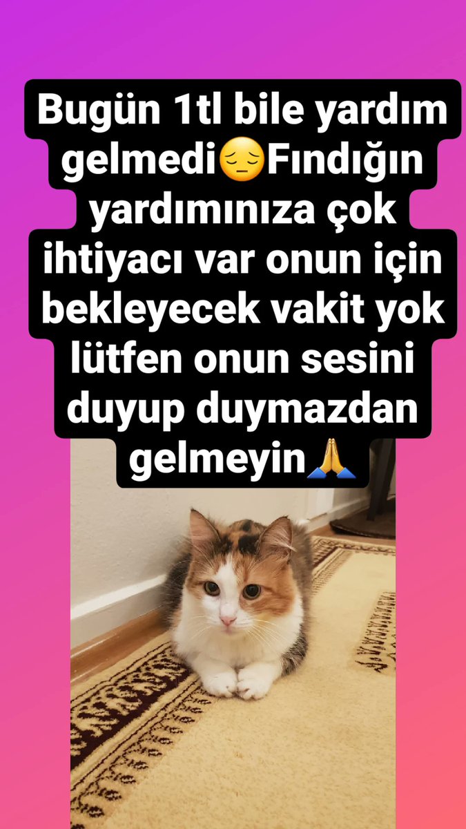 findik_warrior's tweet photo. @yardimeli @yardimelieu @EmelDal19818300 @Fiplikedilereu1 @Nofipcat https://t.co/OgZpSHDDzH