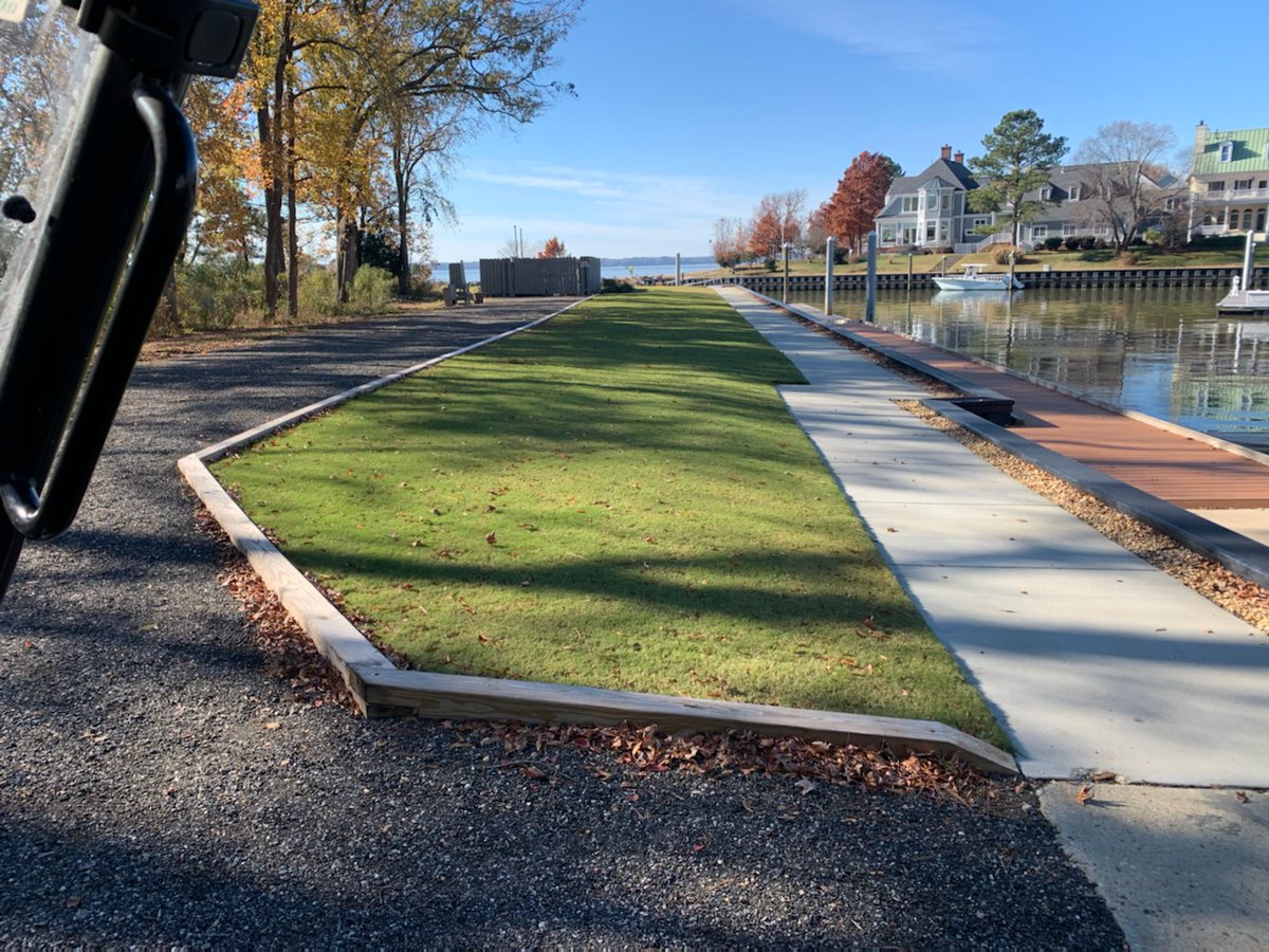 Tiftuf looking good in late November in Virginia. #Tiftuf #ThinkTuf