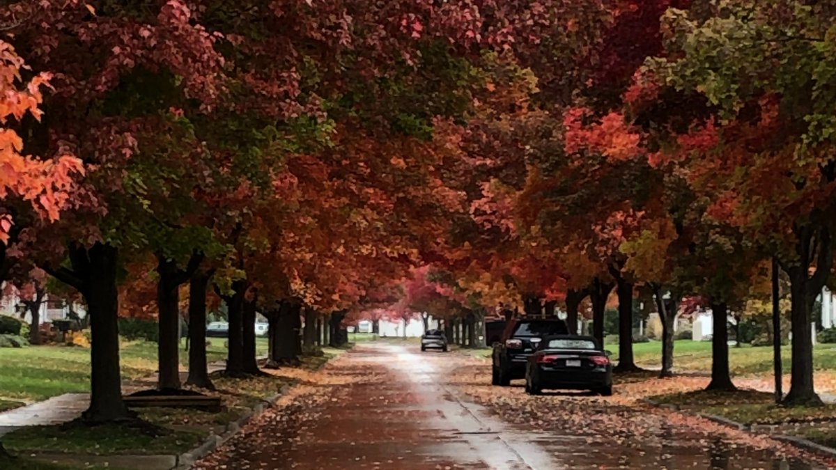 cityofeuclid's tweet photo. Leaf pickup is still ongoing! Please continue to rake your leaves to the tree lawn as soon as possible as pick up is contingent on the weather. More info on leaf pickup here~~>https://t.co/e9hNgmSiYk

#thisiseuclid #OurEuclid #cityofeuclid #cityofeuclidohio #fallvibes #stillfall https://t.co/9jnhza7ZCJ