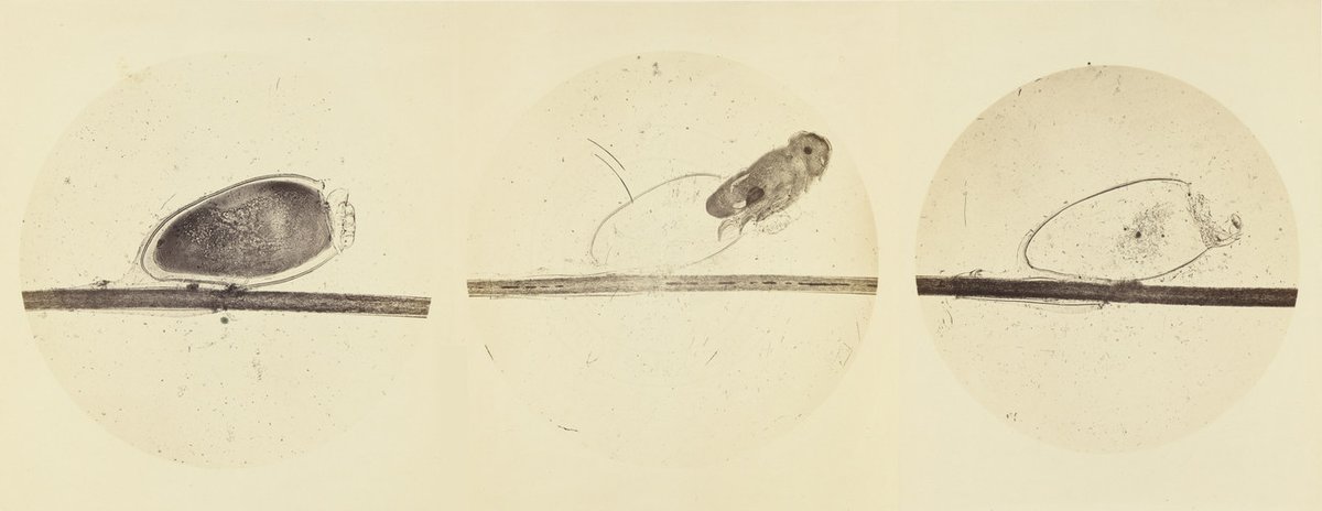 Société française de photographie (SFP) tweet media