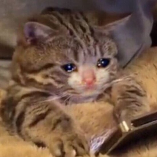 ㅤ
ㅤ
ㅤㅤㅤㅤ🔪 ও  ／   ＊  starts  fucking  breaking  down  ＊
ㅤ
ㅤ