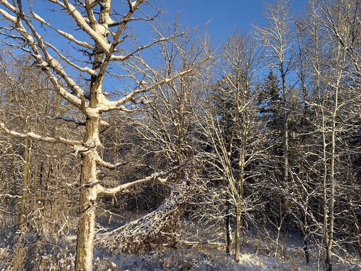 SimonOstler's tweet image. Late #FallViews