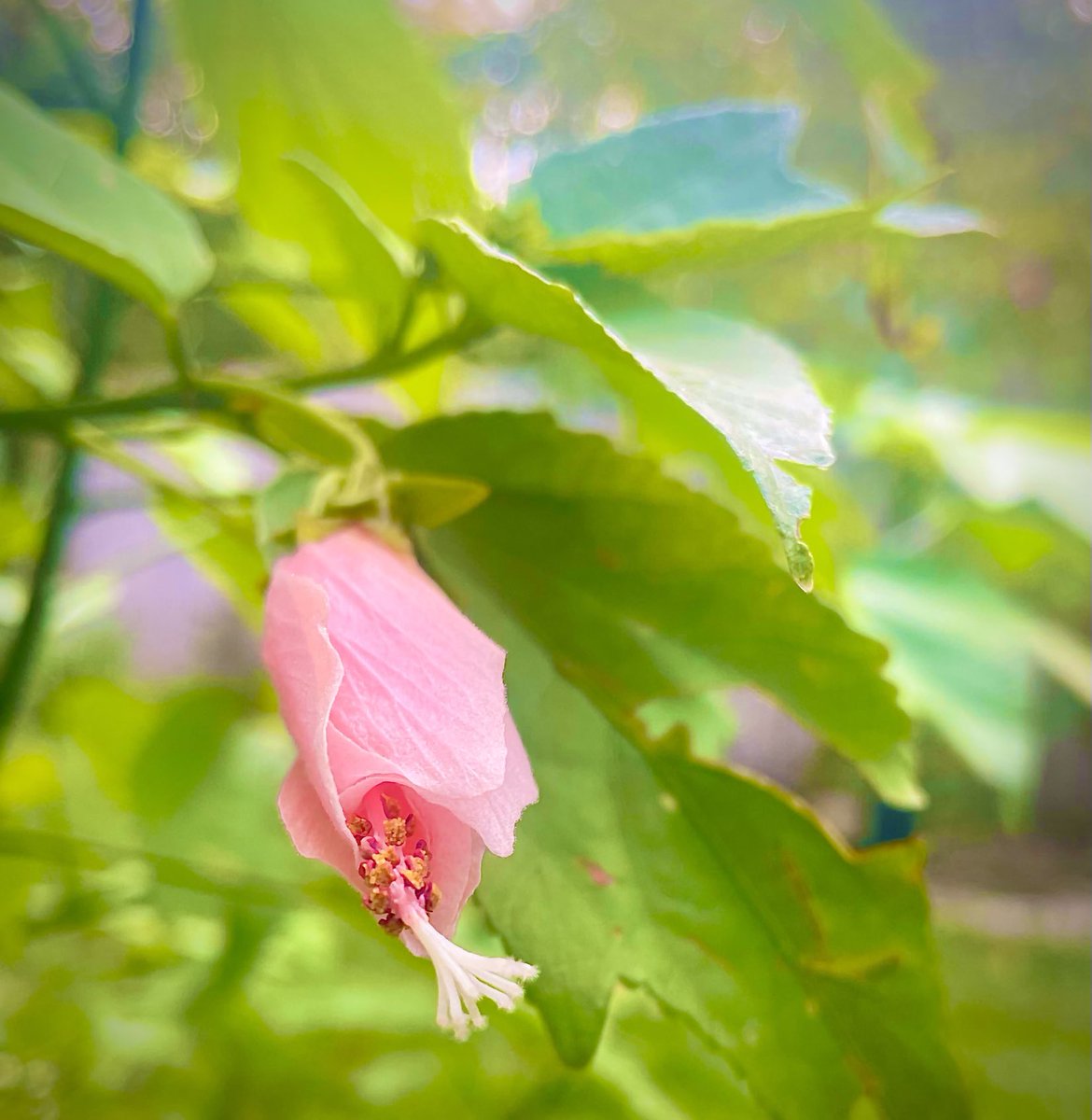 thecbar21's tweet photo. Monday garden flowers
pink turkโs cap ๐ธ
#backyardplants https://t.co/19mdr0MRJX