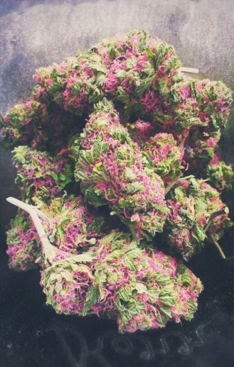 Dangkst's tweet photo. love it

#weed #weedsmokers #weedlovers #stonerfam #mmemberville #cannabis #dangkst #dank https://t.co/lYTxs84oro