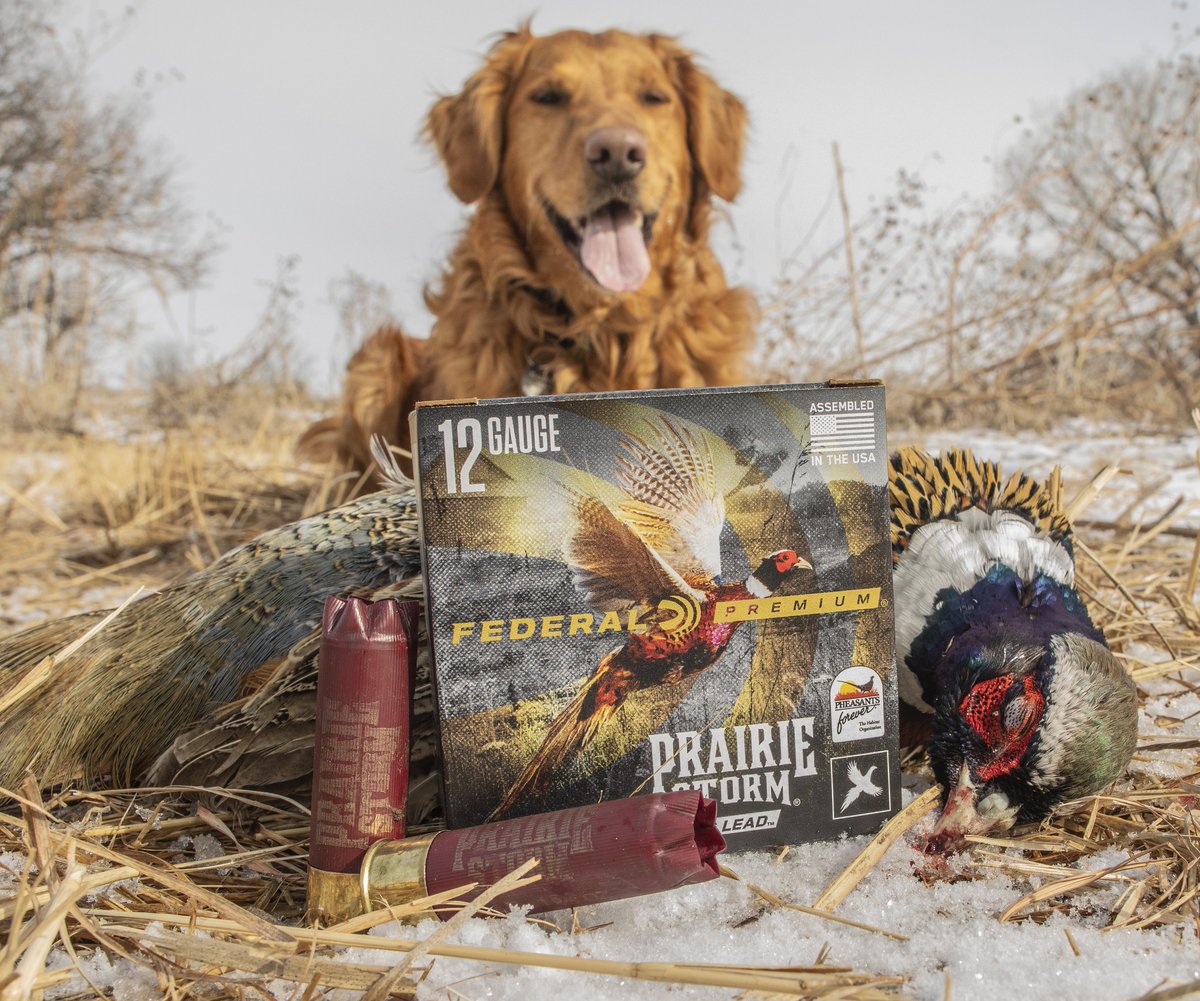 FederalPremium's tweet photo. Federal is the Official Ammunition of @pheasants4ever and we are proud to partner on grassroots efforts to protect upland habitat. You can support PF by purchasing PF logoed boxes of Wing-Shok and Prairie Storm.
#HuntersforConservation #PrairieStorm #FederalAmmo #PheasantsForever https://t.co/vH8SI2U4il
