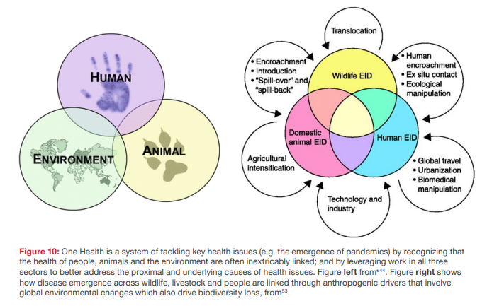 IPBES's tweet photo. What is a #OneHealth approach?
⚕️🌿🐒😷

One Health leverages work across the #AnimalHealth, human health &amp; environmental health landscapes &amp; is  often used as a guiding principle for pandemic prevention policy options

@IPBES #PandemicsReport: https://t.co/Nqb5HIHG6h #WHASpecial https://t.co/SRdkTLUEzc