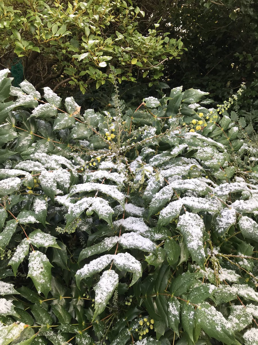 Rectory_Garden's tweet photo. Snowy start to the day in the Rectory Garden -a real treat to be here on a Monday morning  #wintergarden #snowday #wrappedupwarm https://t.co/su2kw4eSGv