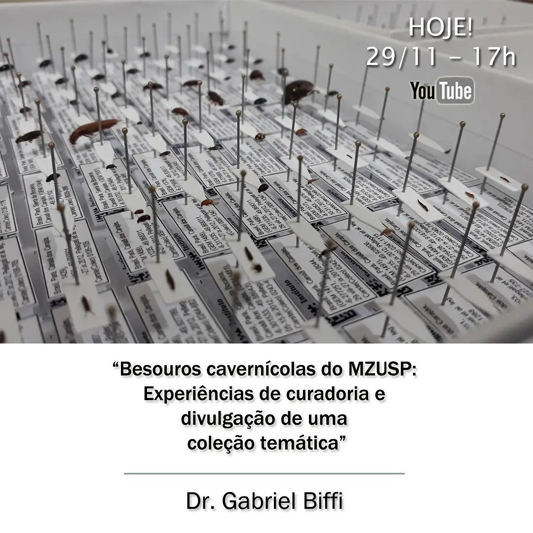 jp_botero's tweet photo. Todos convidados para assistir hoje uma palestra do @gabriel_biffi falando sobre o seu projeto de pós-doc no Lab de #Coleoptera do @mzusp. Hoje às 17 hrs.
"Besouros cavernícolas do MZUSP: Experiências de curadoria e divulgação de uma coleção temática" 🐞🪲
https://t.co/8luk2aeKvZ https://t.co/AUq7ijnr7J