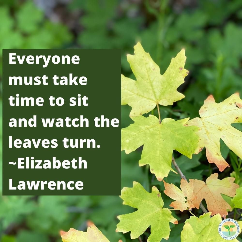 NatlGardening's tweet photo. Everyone must take time to sit and watch the leaves turn.

#inspirationalquotes #NGA #ModivationMonday #garden #flowers #fyp #explore https://t.co/5E78GqN0PG
