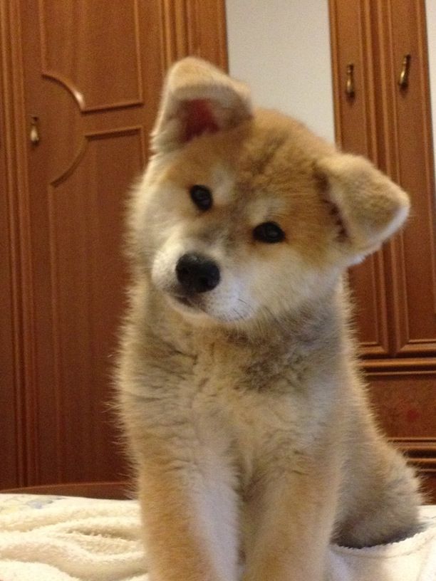 CryptoSakara's tweet photo. @cz_binance @elonmusk @binance Tesla because I've already a beautiful DOGE #DOGEorTesla #Binance https://t.co/fl28QPJxNy