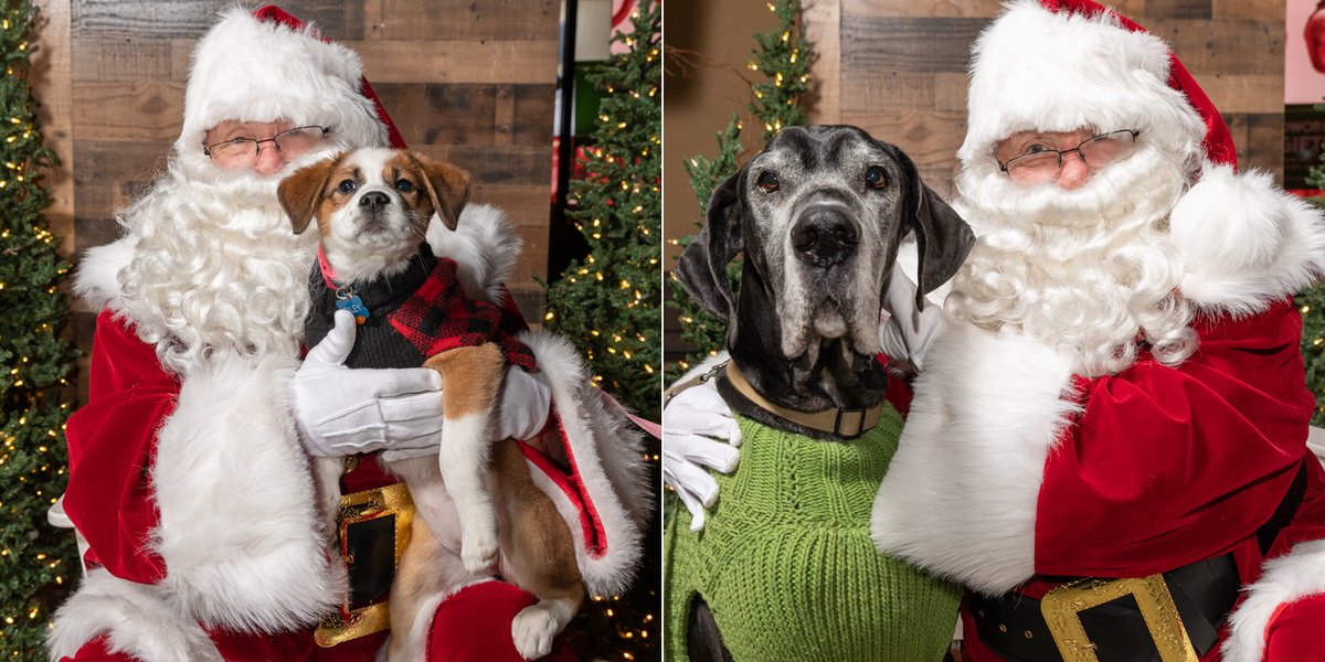 🎄🐾 Excited to work with Santa again next week! Doggos of all ages can come have their photo taken at #ArsenalYards' December 9th Santa Paws event, to benefit @RuffTalesRescue. 
More info: bit.ly/3I0rEal