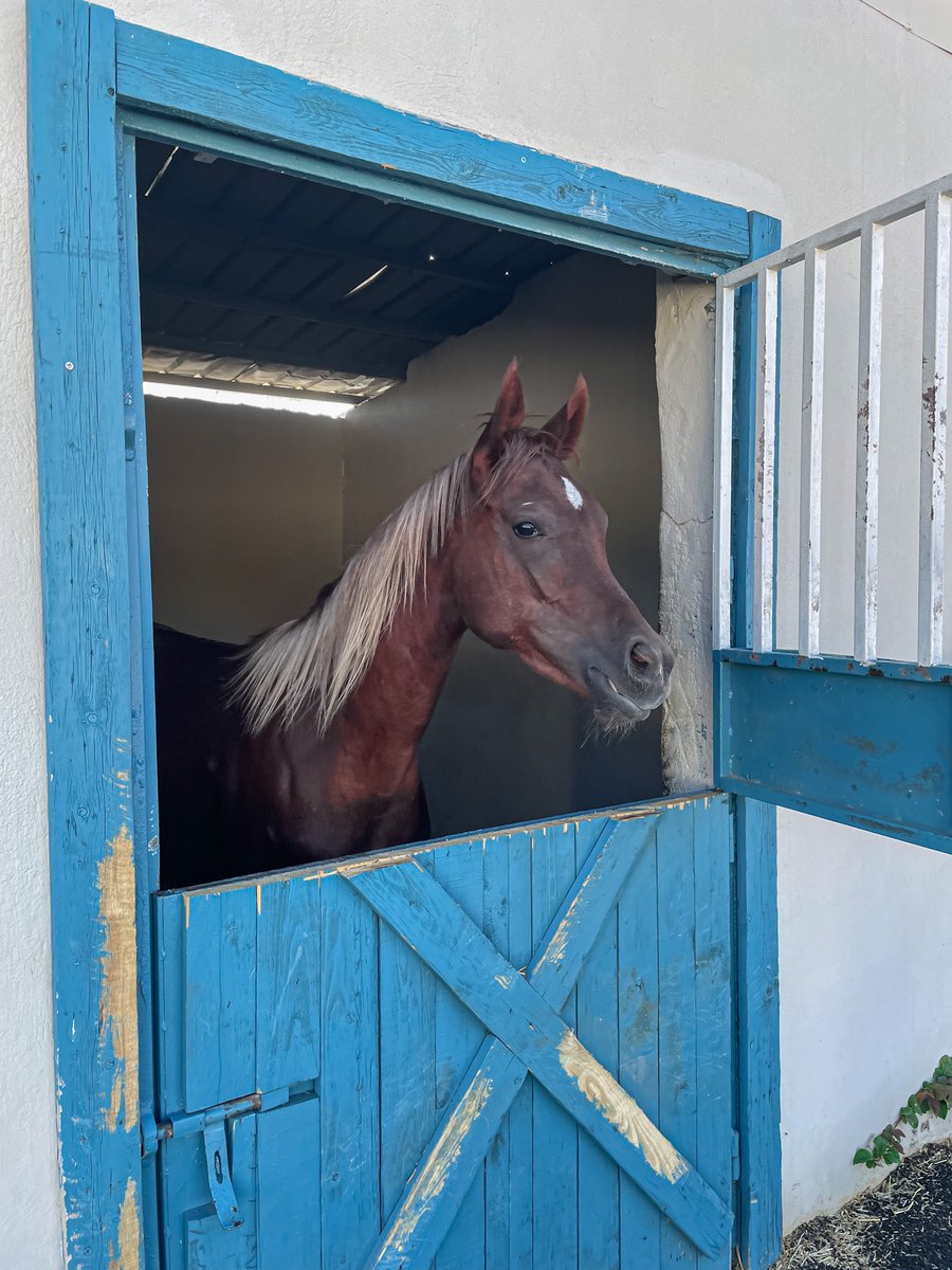 az_____z's tweet photo. في حضرة الخيل والجو الجميل 🐎♥️. https://t.co/LFOVhyK2IM