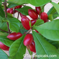 toptropicals's tweet photo. #Synsepalum subcordatum - Large Leaf Miracle Fruit. These #uniquefruits makes sour taste sweet. If sour food is eaten after them, the sour tastes sweet,as if sugar has been added. The sweet sensation lasts for half an hour to a few hours.
https://t.co/z9uo8rBXC3
#MondayMotivation https://t.co/ZGID8EF0yP