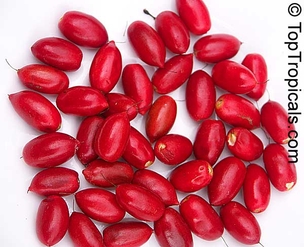 toptropicals's tweet photo. #Synsepalum subcordatum - Large Leaf Miracle Fruit. These #uniquefruits makes sour taste sweet. If sour food is eaten after them, the sour tastes sweet,as if sugar has been added. The sweet sensation lasts for half an hour to a few hours.
https://t.co/z9uo8rBXC3
#MondayMotivation https://t.co/ZGID8EF0yP