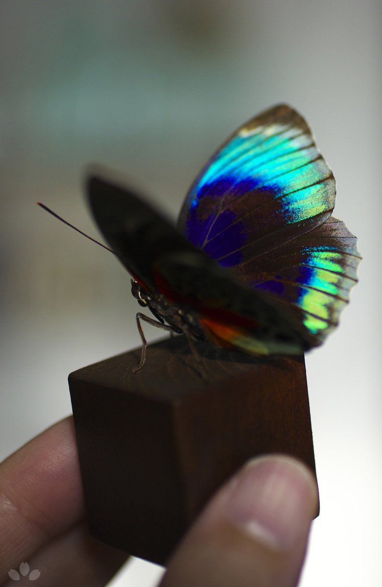 こちらはベアタミイロタテハです。深く青い翅を持ち、そのまわりは水色