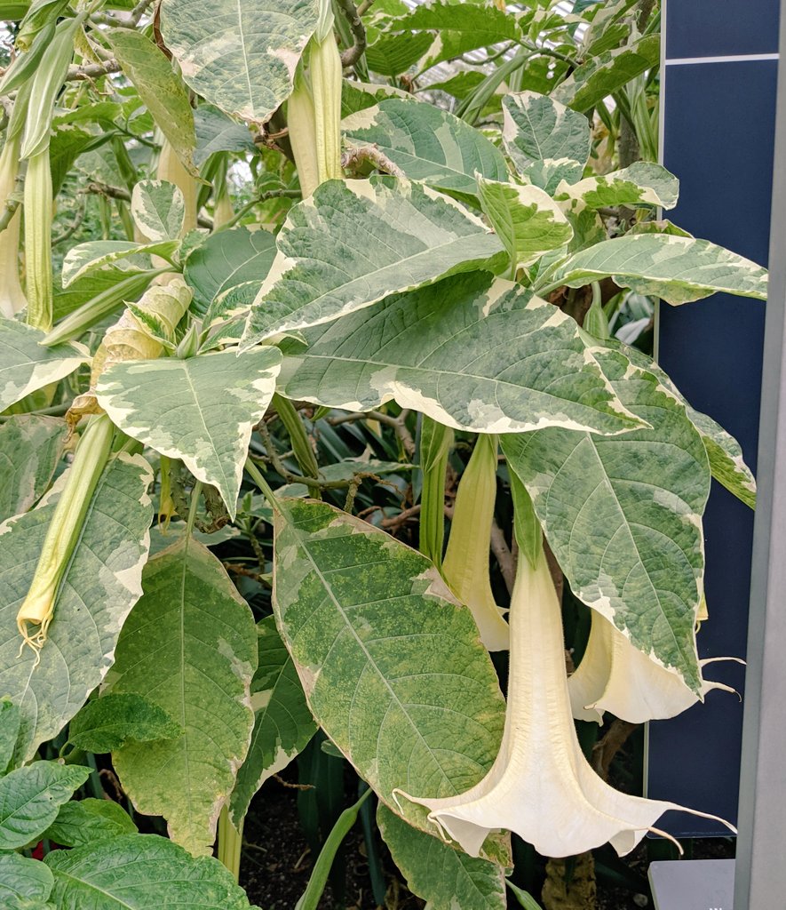 Lu45Unwin's tweet photo. Getting #botanical at @kewgardens. These are my favourite species from a recent visit.
The first is a Chenille plant (meaning hairy caterpillar) A. hispida.
The second is an Angel's trumpet B. sauveolons, native to southern Brazil &amp; thought #extinct in the wild. #2021EBE https://t.co/gpAoxTlZjS