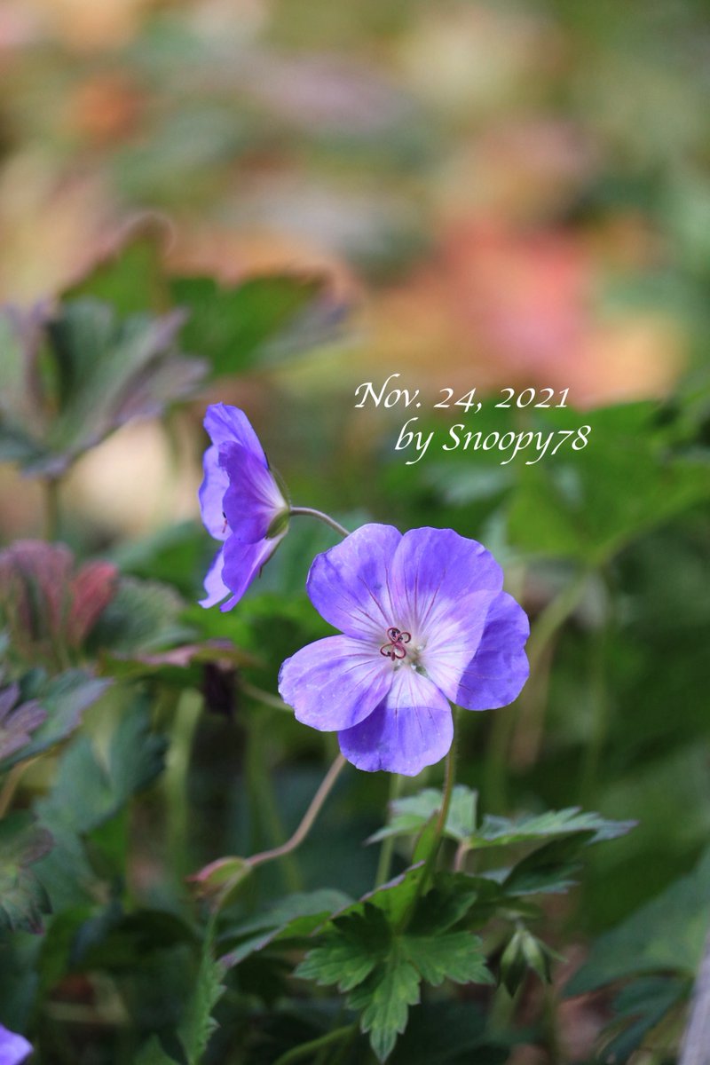 edelsnoopy's tweet photo. #Geranium '#Rozanne' has been still blooming with some   autumn leaves, though Azure Rush, which looks just like it, has already stopped blooming. #flowers #gardening #ゲラニウム #ロザンネイ https://t.co/IsZG58Zv1z