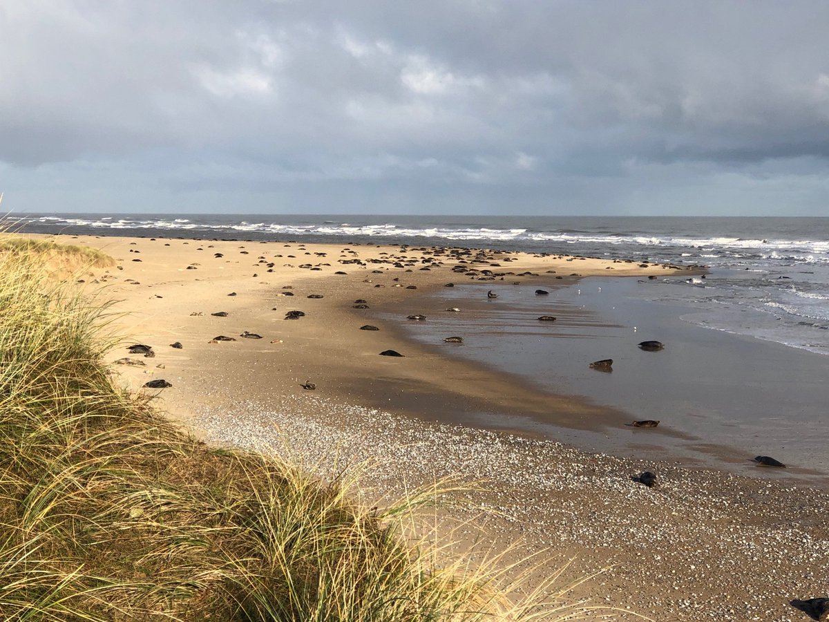 Winterton Beach Car Park tweet media