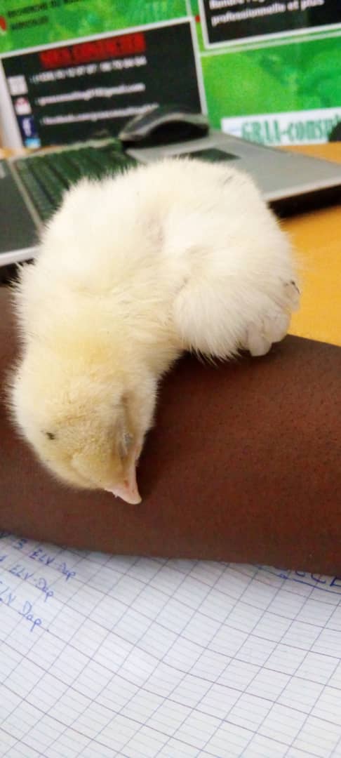 TchodieFidel's tweet photo. C'est l'heure de la sieste ! 🥰😃😃 https://t.co/wFOAUnqnjg