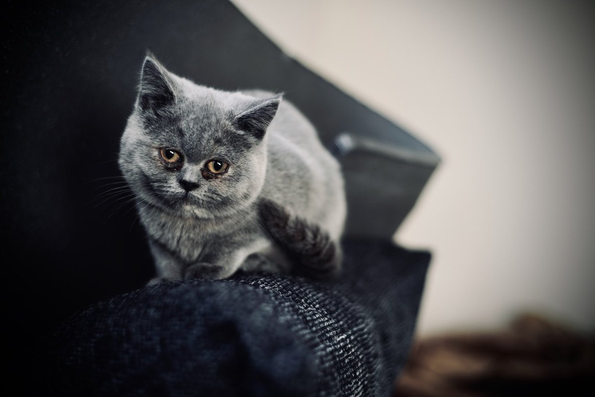 Cult Pens tweet media