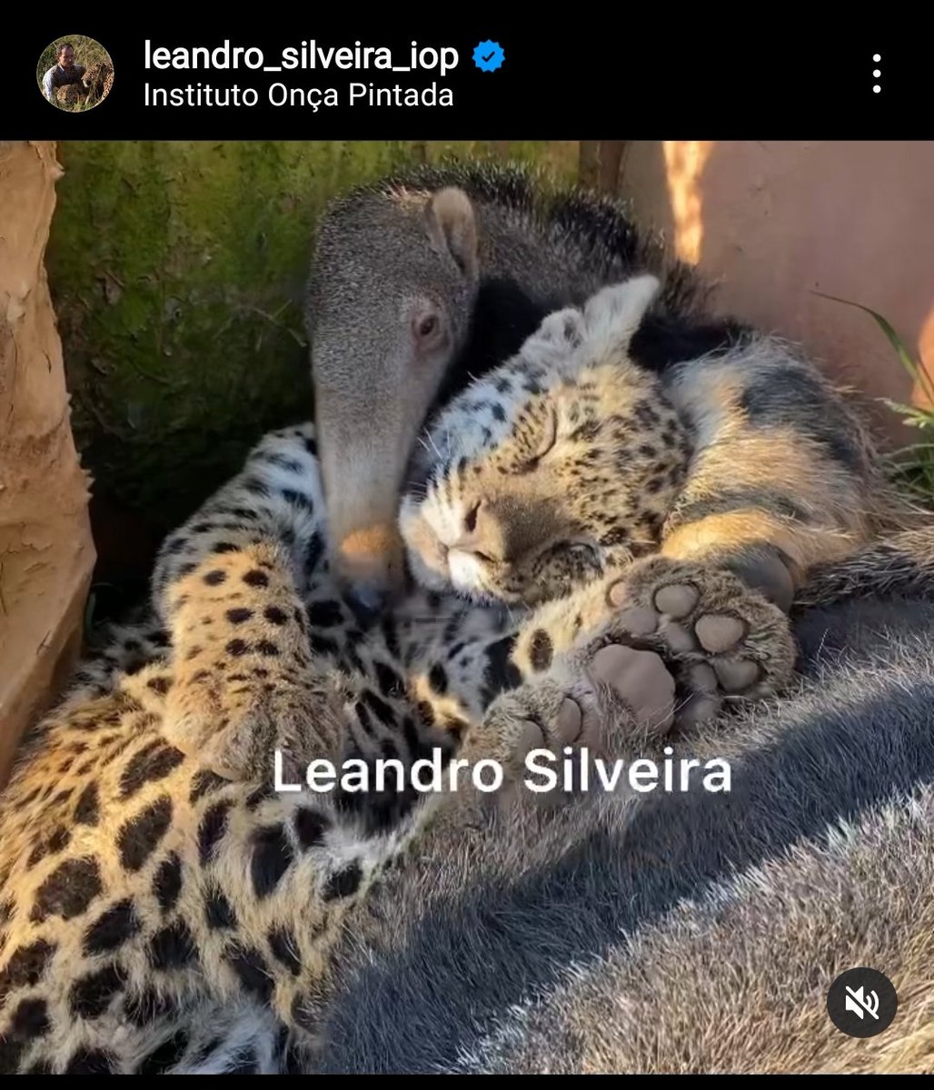 cataleirxs's tweet photo. Aquesta imatge d'un formiguer (tamanduá) i una cria de jaguar (onça-pintada) és una captura d'un vídeo de l'ONG Instituto Onça-Pintada. No entenc pq no m'està deixant publicar-lo.
#BioBR https://t.co/yzO20xGH7f