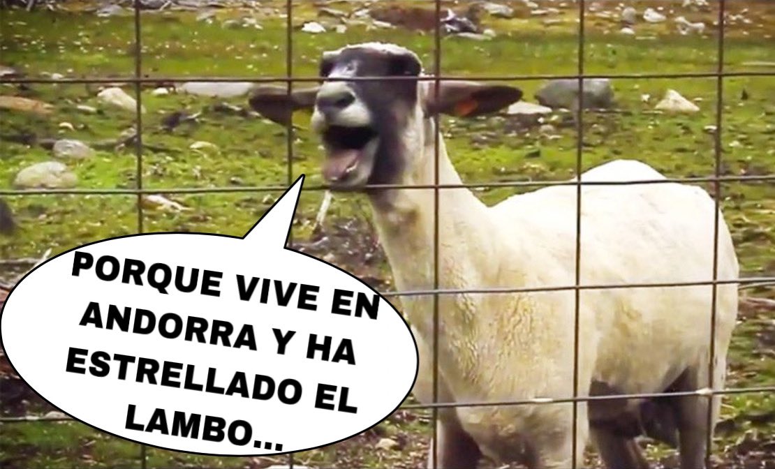memes_fight's tweet photo. Un video de @Alphasniper97 dando consejos financieros desde la experiencia sería brutal,pero claro, que se descojone de vosotros y vuestros twits entretiene más...panda borregos. https://t.co/4qNOpldMvj