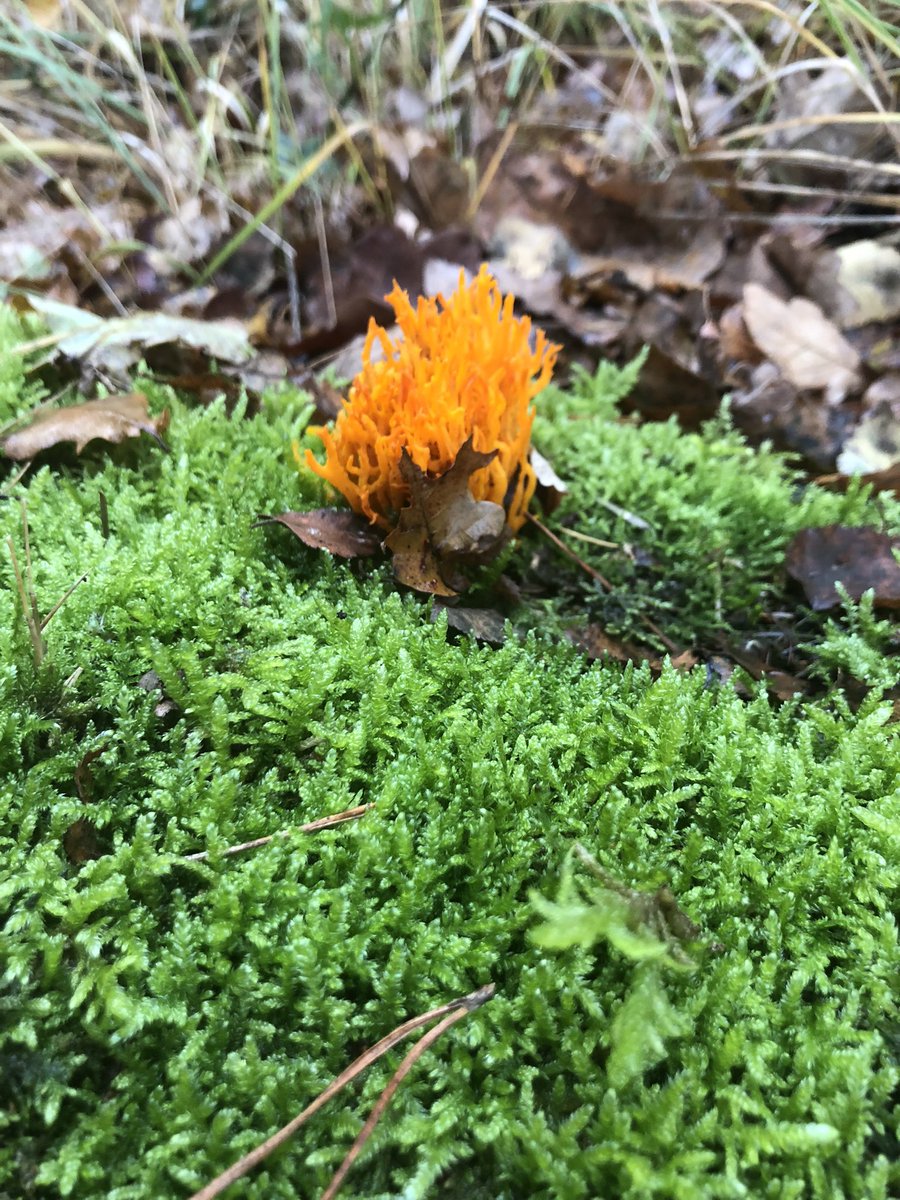 Luc Roosen tweet media