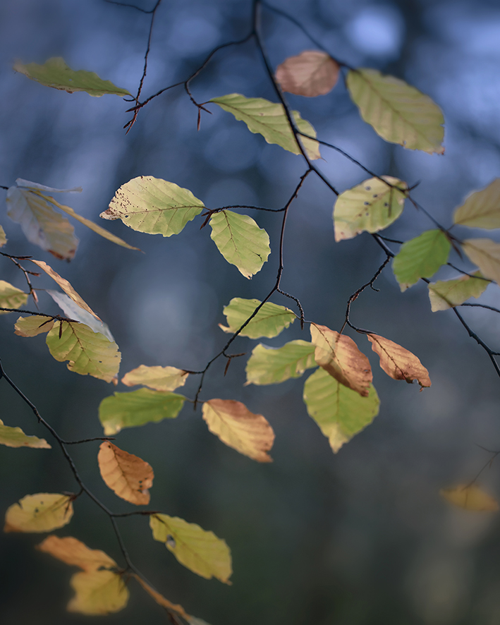 Billinge Woods, last Monday.. before the wind.
#Sharemondays2021