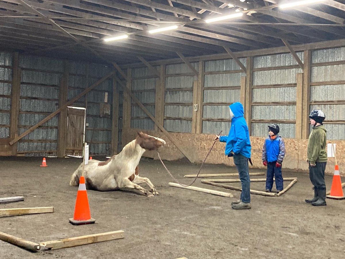 WhecJ's tweet photo. A playful Rocky during our Equine Assisted Learning Session this morning 🐴
#wheclife #avrce #eal #serenityacres https://t.co/LoTi9yH1Uk