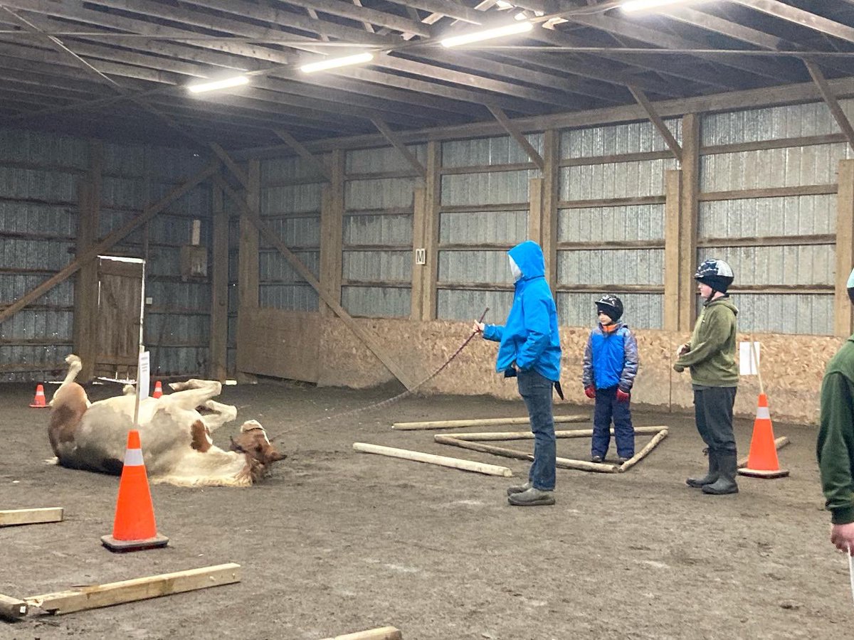 WhecJ's tweet photo. A playful Rocky during our Equine Assisted Learning Session this morning 🐴
#wheclife #avrce #eal #serenityacres https://t.co/LoTi9yH1Uk